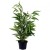 Faux Bamboo Plant by Grand Illusions