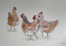 Limited Edition Signed A3 Chicken Print by Denan Tucker Richardson